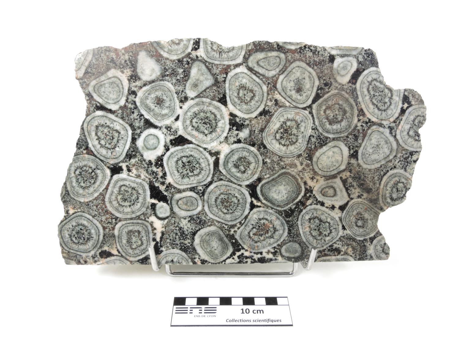 Diorite orbiculaire Corsite Corse  Sainte-Lucie-de-Tallano 